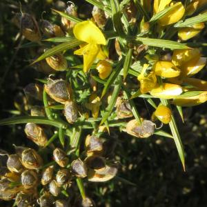 Photographie n°2471306 du taxon Ulex parviflorus Pourr.