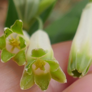 Photographie n°2471321 du taxon Polygonatum odoratum (Mill.) Druce [1906]