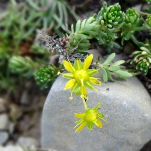 Photographie n°2471352 du taxon Saxifraga aizoides L. [1753]