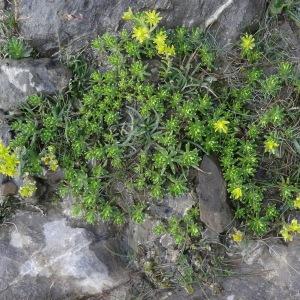 Photographie n°2471354 du taxon Saxifraga aizoides L. [1753]