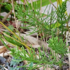 Photographie n°2471368 du taxon Equisetum arvense L.