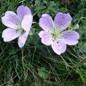 Photographie n°2471396 du taxon Geranium cinereum Cav. [1787]