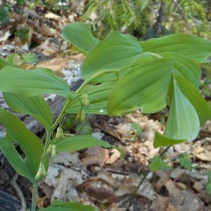 Photographie n°2471413 du taxon Polygonatum multiflorum (L.) All. [1785]