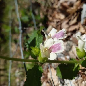 Photographie n°2471449 du taxon Melittis melissophyllum L.