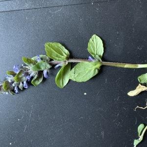 Photographie n°2471465 du taxon Ajuga reptans L.