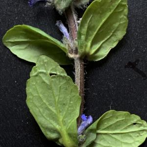 Photographie n°2471466 du taxon Ajuga reptans L.