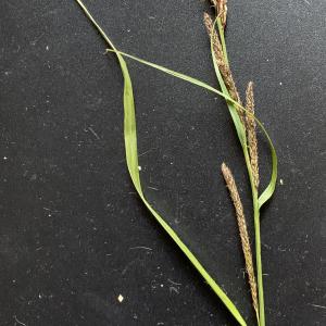 Carex goodenowii var. juncea (Fr.) Asch. & Graebn. (Laiche brune)