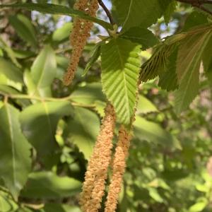 Photographie n°2471480 du taxon Carpinus betulus L.