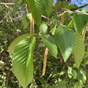 Photographie n°2471483 du taxon Carpinus betulus L.