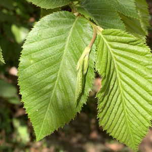 Photographie n°2471489 du taxon Carpinus betulus L.