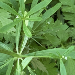 Photographie n°2471490 du taxon Galium aparine L. [1753]