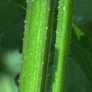 Photographie n°2471492 du taxon Galium aparine L. [1753]