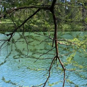 Photographie n°2471535 du taxon Taxodium distichum (L.) Rich. [1810]