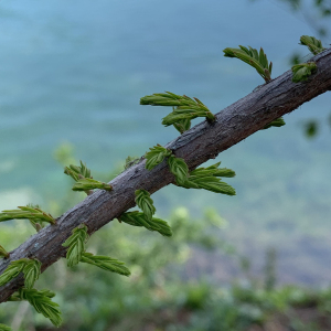 Photographie n°2471536 du taxon Taxodium distichum (L.) Rich. [1810]