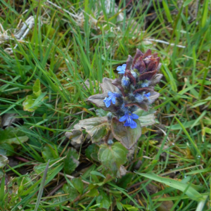 Photographie n°2471541 du taxon Ajuga reptans L. [1753]