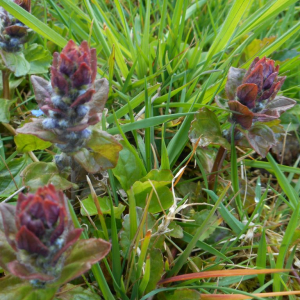 Photographie n°2471542 du taxon Ajuga reptans L. [1753]