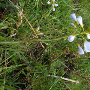 Photographie n°2471546 du taxon Cardamine L. [1753]