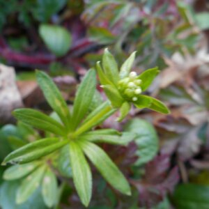 Photographie n°2471567 du taxon Galium odoratum (L.) Scop. [1771]