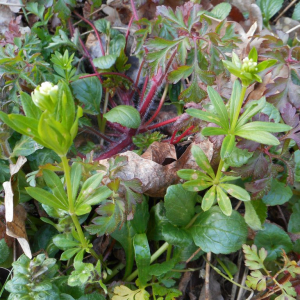 Photographie n°2471569 du taxon Galium odoratum (L.) Scop. [1771]