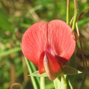 Photographie n°2471585 du taxon Lathyrus cicera L. [1753]