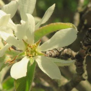 Photographie n°2471590 du taxon Amelanchier ovalis Medik. [1793]