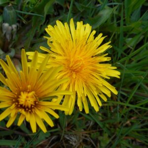 Photographie n°2471606 du taxon Taraxacum officinale F.H.Wigg. [1780]