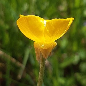 Photographie n°2471616 du taxon Ranunculus bulbosus L. [1753]