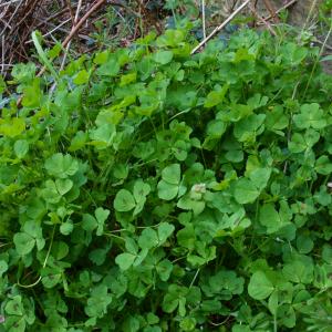 Photographie n°2471623 du taxon Medicago arabica (L.) Huds. [1762]