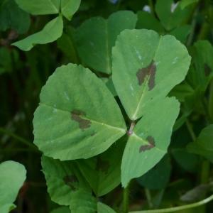 Photographie n°2471624 du taxon Medicago arabica (L.) Huds. [1762]