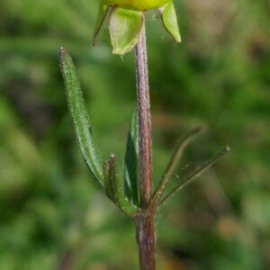 Photographie n°2471639 du taxon Ranunculus bulbosus L. [1753]