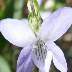 Photographie n°2471652 du taxon Viola lactea Sm. [1798]