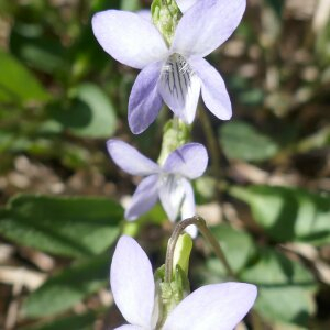 Photographie n°2471653 du taxon Viola lactea Sm. [1798]