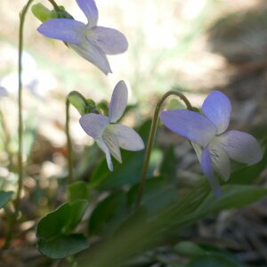 Photographie n°2471654 du taxon Viola lactea Sm. [1798]