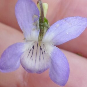 Photographie n°2471657 du taxon Viola lactea Sm. [1798]