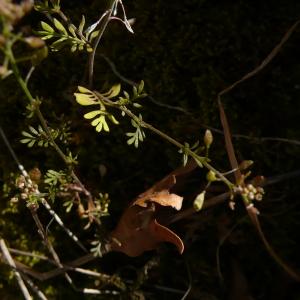 Photographie n°2471668 du taxon Hornungia petraea (L.) Rchb. [1838]