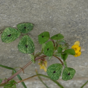 Photographie n°2471686 du taxon Medicago arabica (L.) Huds.