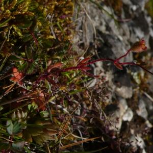 Photographie n°2471694 du taxon Saxifraga tridactylites L.