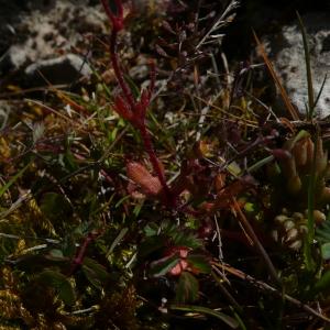 Photographie n°2471696 du taxon Saxifraga tridactylites L.