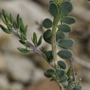 Photographie n°2471767 du taxon Coronilla minima L. [1756]