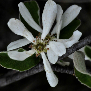 Photographie n°2471776 du taxon Amelanchier ovalis Medik.