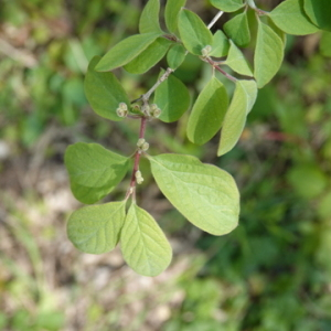 Photographie n°2471818 du taxon Lonicera xylosteum L.