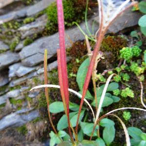 Photographie n°2471831 du taxon Epilobium anagallidifolium Lam. [1786]