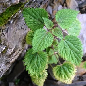 Photographie n°2471841 du taxon Urtica dioica L. [1753]