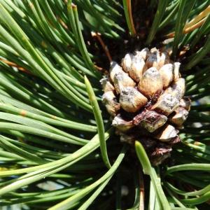 Photographie n°2471845 du taxon Pinus mugo subsp. uncinata (Ramond ex DC.) Domin [1936]