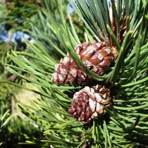 Photographie n°2471846 du taxon Pinus mugo subsp. uncinata (Ramond ex DC.) Domin [1936]