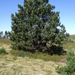 Photographie n°2471847 du taxon Pinus mugo subsp. uncinata (Ramond ex DC.) Domin [1936]