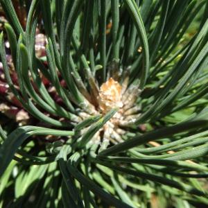 Photographie n°2471849 du taxon Pinus mugo subsp. uncinata (Ramond ex DC.) Domin [1936]