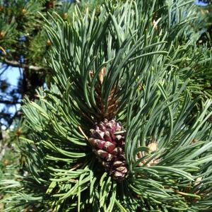 Photographie n°2471850 du taxon Pinus mugo subsp. uncinata (Ramond ex DC.) Domin [1936]