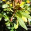  Alain Bigou - Rhododendron ferrugineum L.