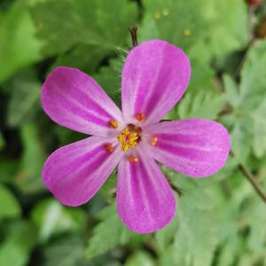 Photographie n°2471863 du taxon Geranium robertianum L. [1753]